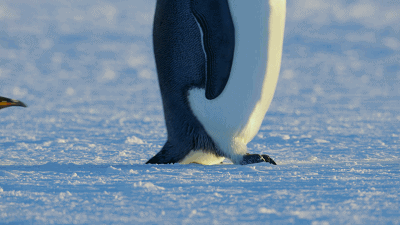 南极洲代表队实现突破，创造奇迹